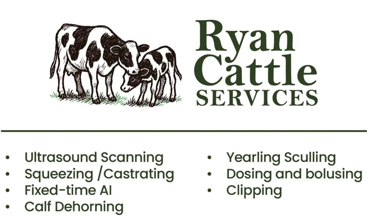 Squeezing, scanning and all cattle jobs