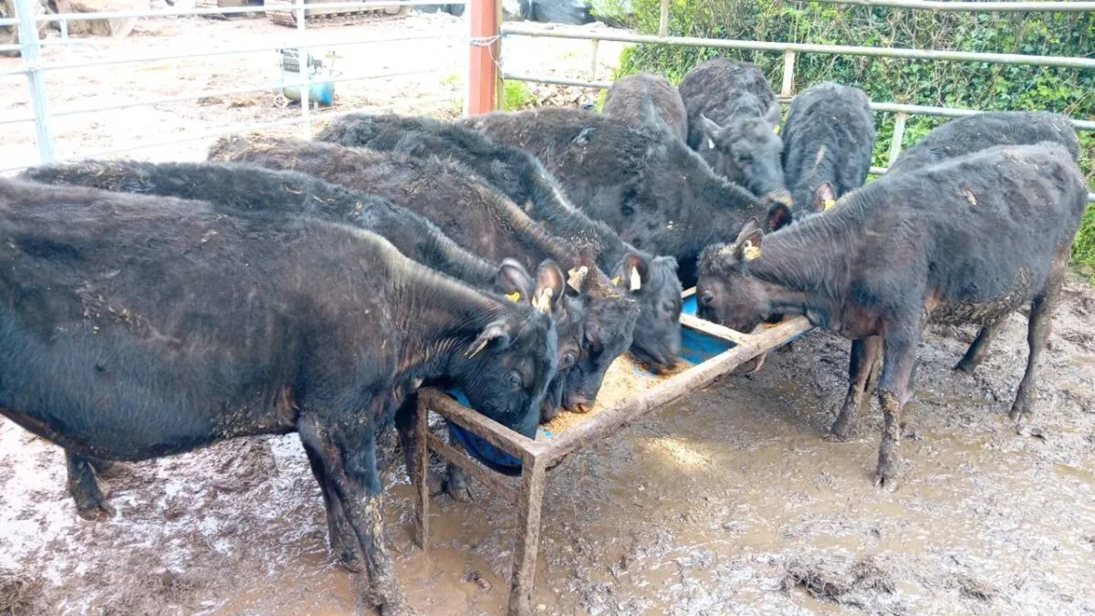 10 NICE ANGUS HEIFERS - Image 1