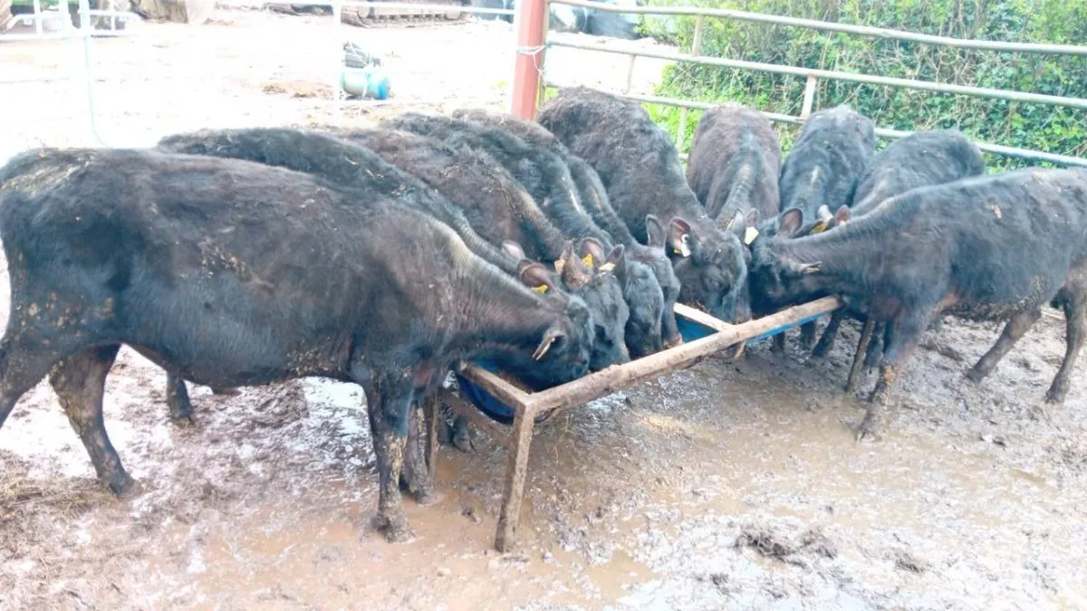 10 NICE ANGUS HEIFERS - Image 2