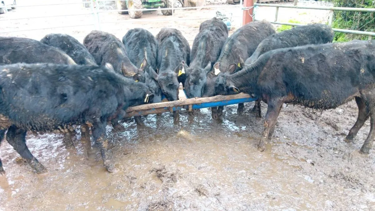 10 NICE ANGUS HEIFERS - Image 3