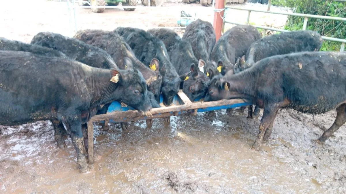 10 NICE ANGUS HEIFERS - Image 4