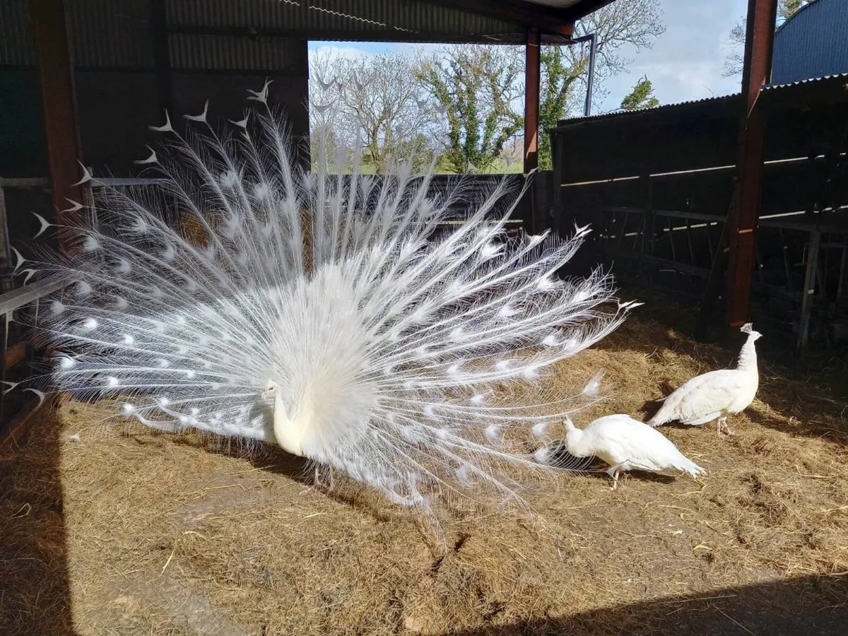 Peacock