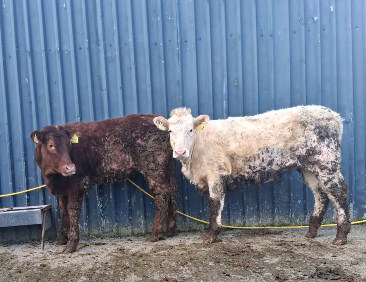 Two charolais heifers - Image 2