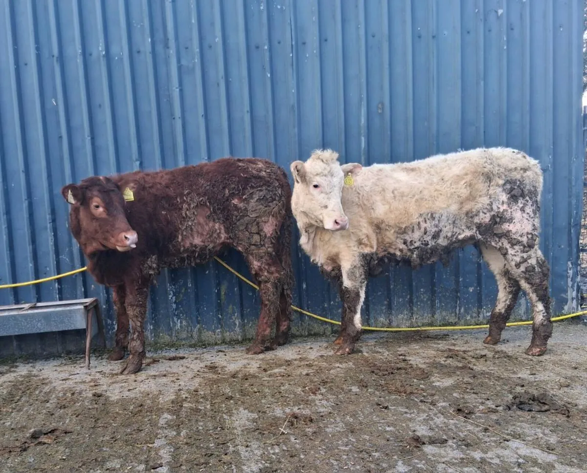 Two charolais heifers - Image 3