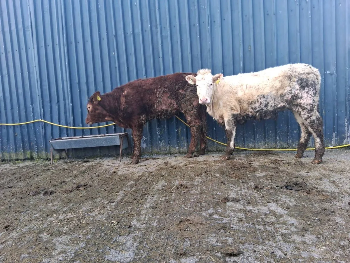 Two charolais heifers - Image 4
