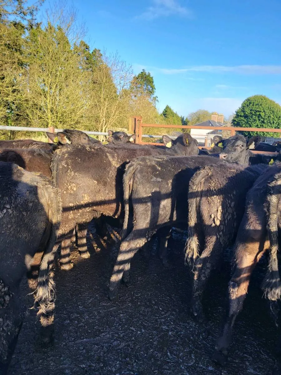 Angus heifers - Image 1