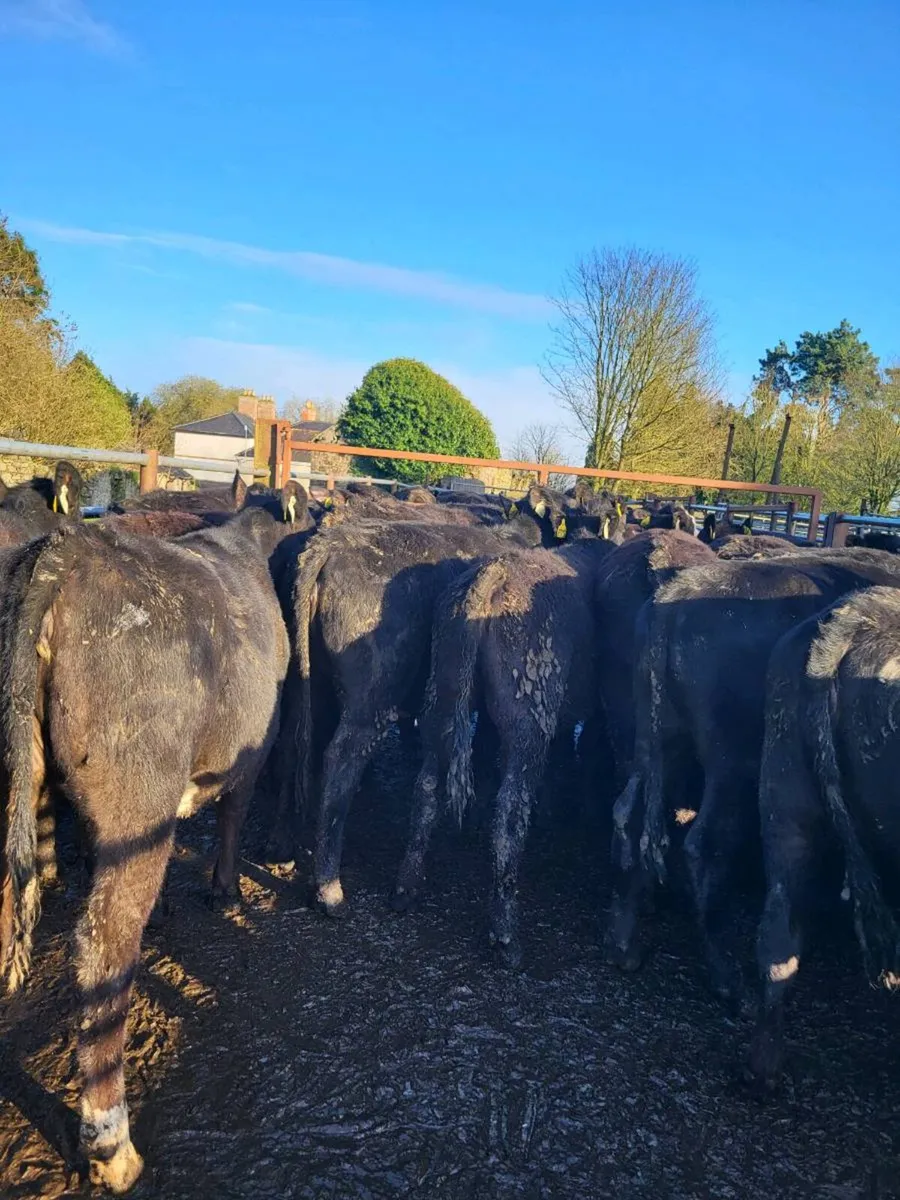 Angus heifers - Image 2