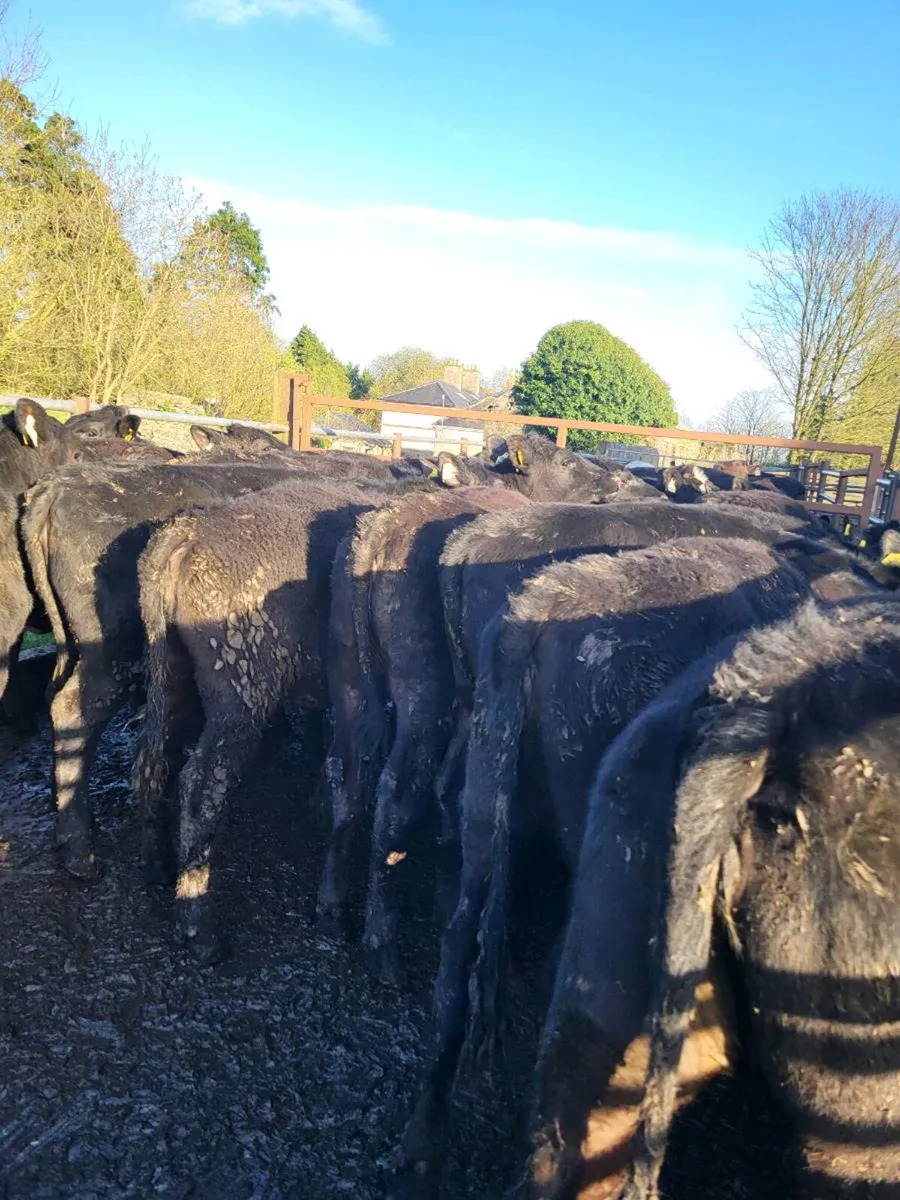 Angus heifers - Image 4