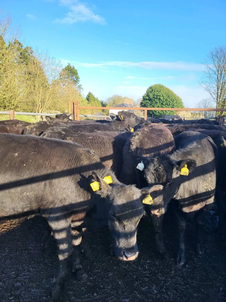 Angus heifers - Image 3