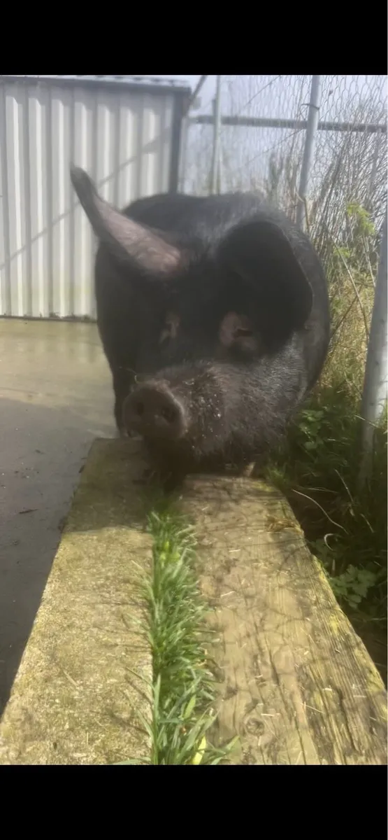 Female Pet Pig - Image 1