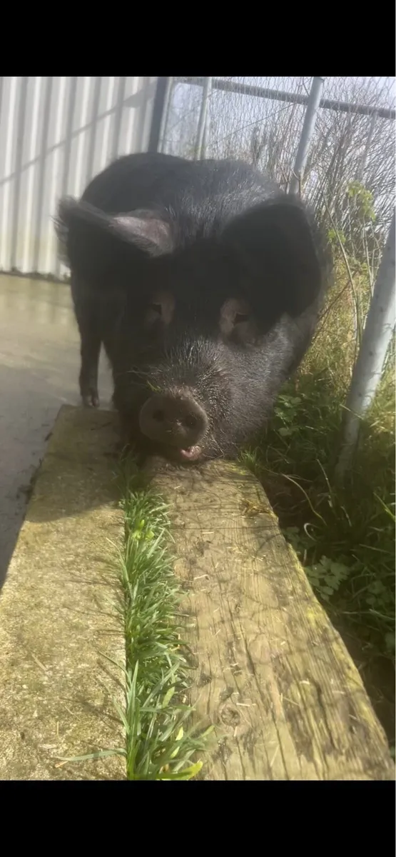 Female Pet Pig - Image 2