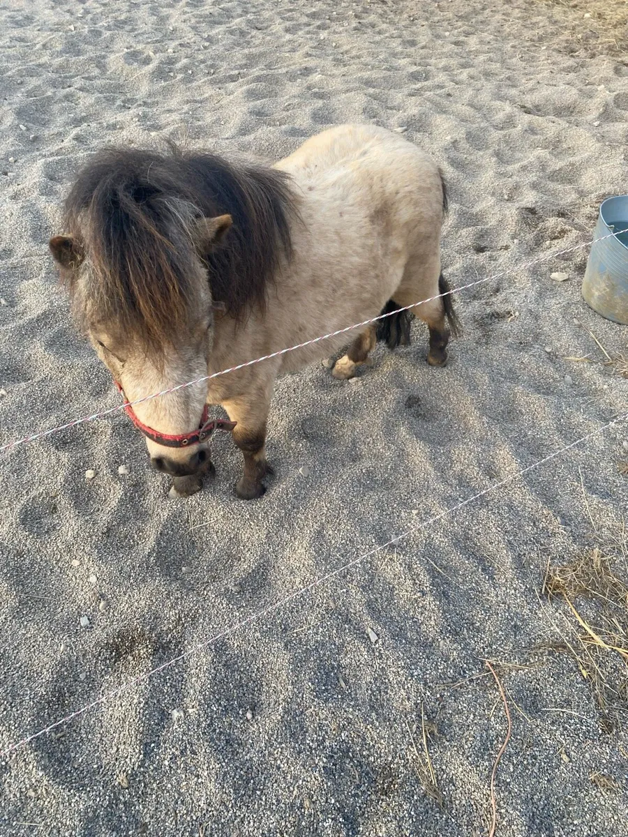 Miniature pony - Image 3