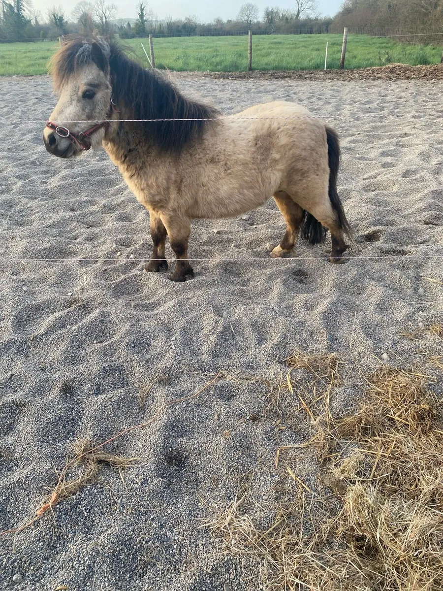 Miniature pony - Image 4