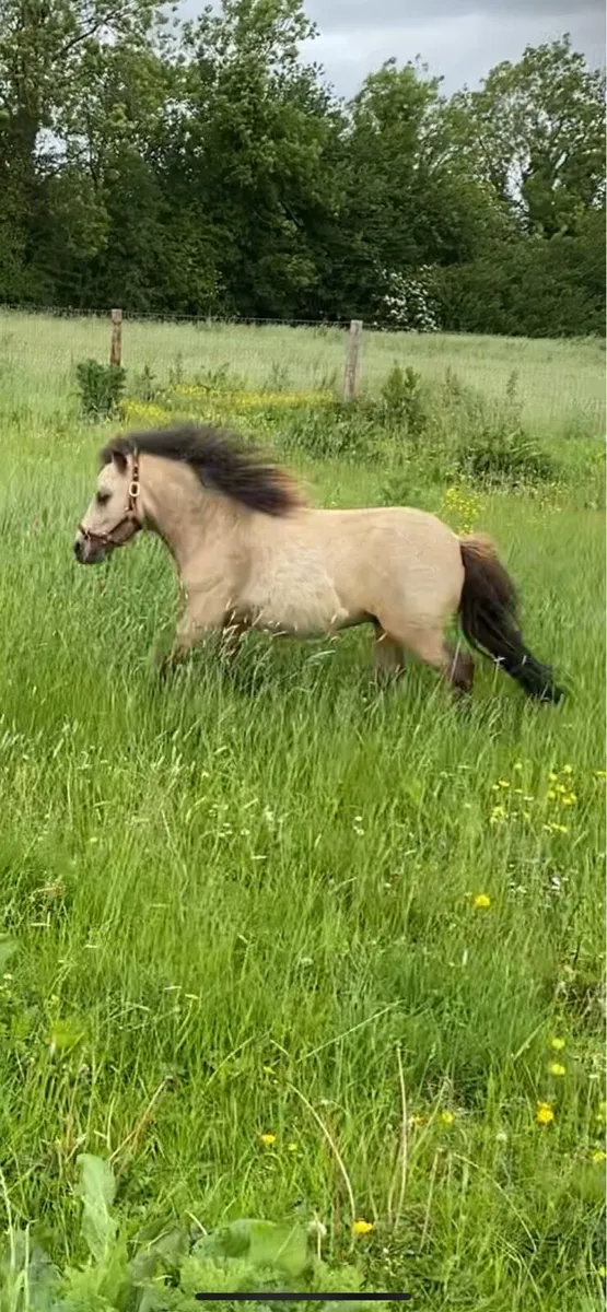 Miniature pony - Image 1