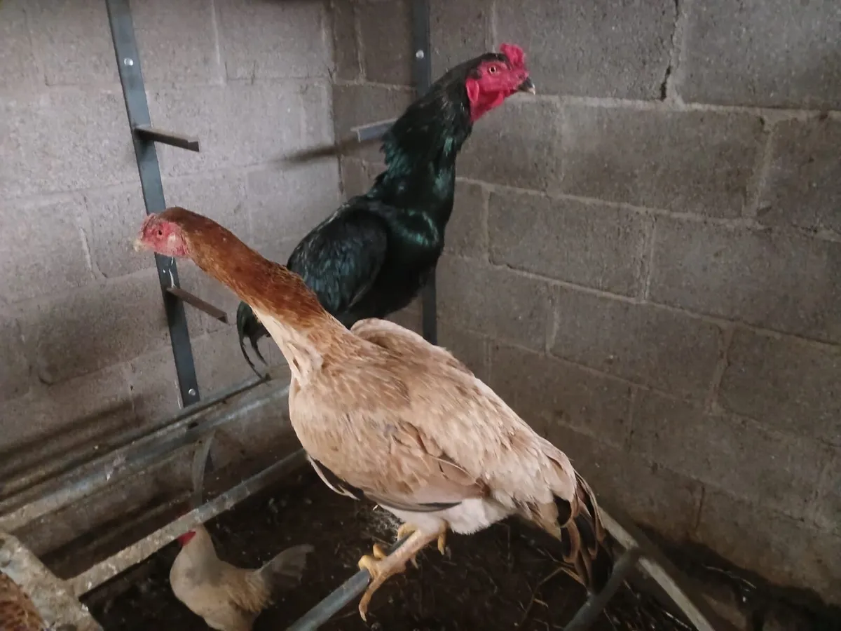 6 shamo game hens 2 shamo game roosters - Image 1