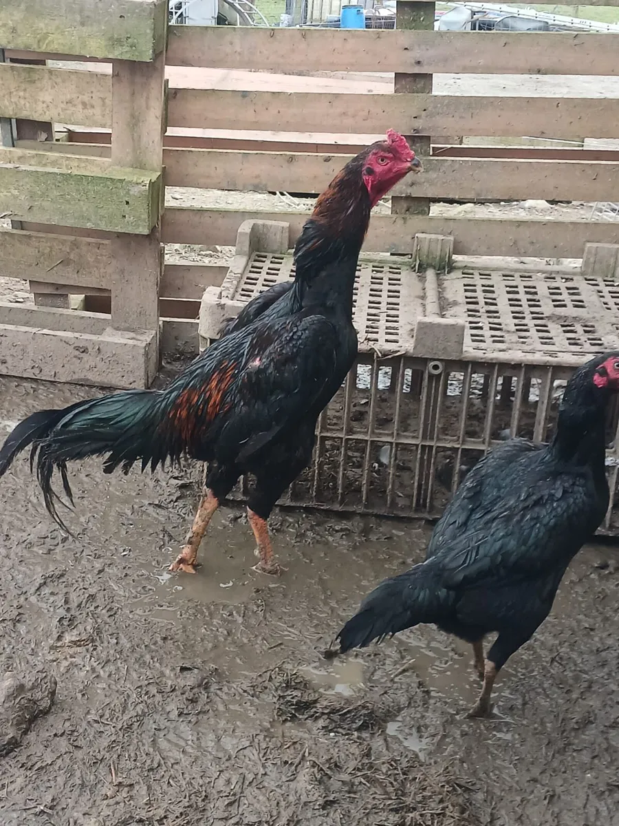 6 shamo game hens 2 shamo game roosters - Image 2