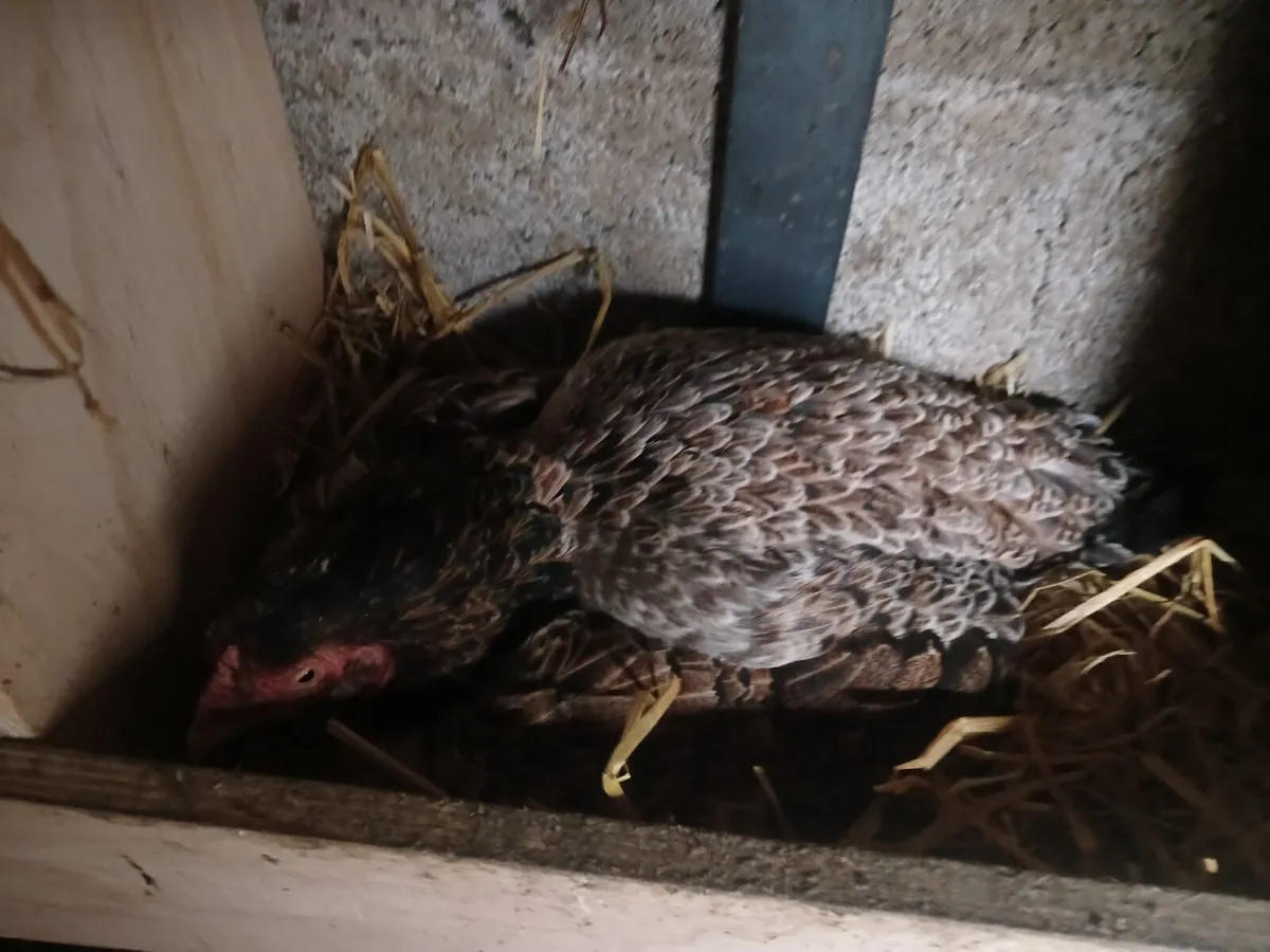 6 shamo game hens 2 shamo game roosters - Image 3