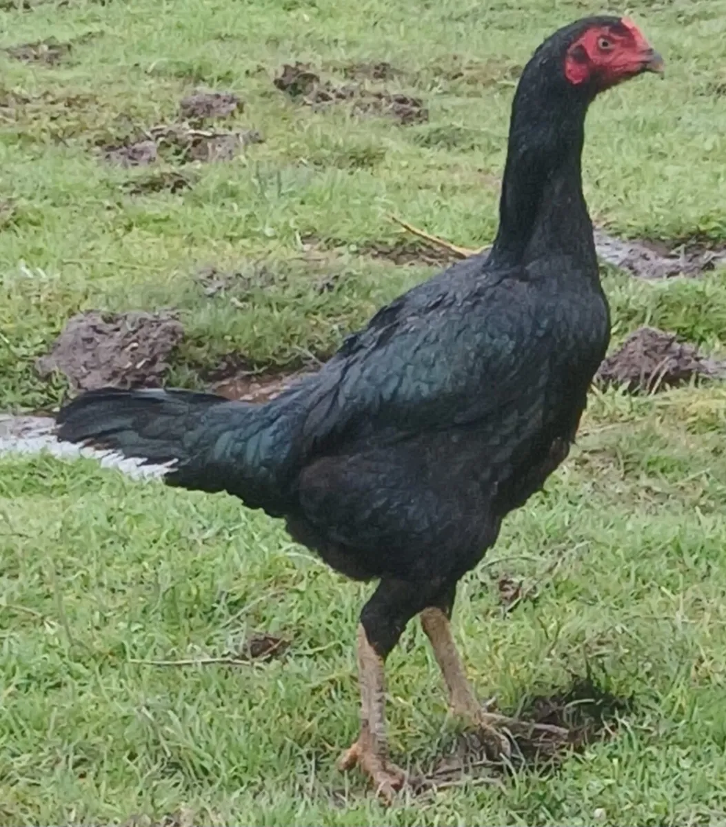 6 shamo game hens 2 shamo game roosters - Image 4