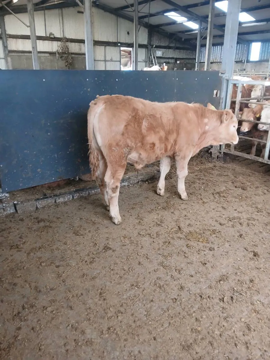 Ch bull weanling - Image 3