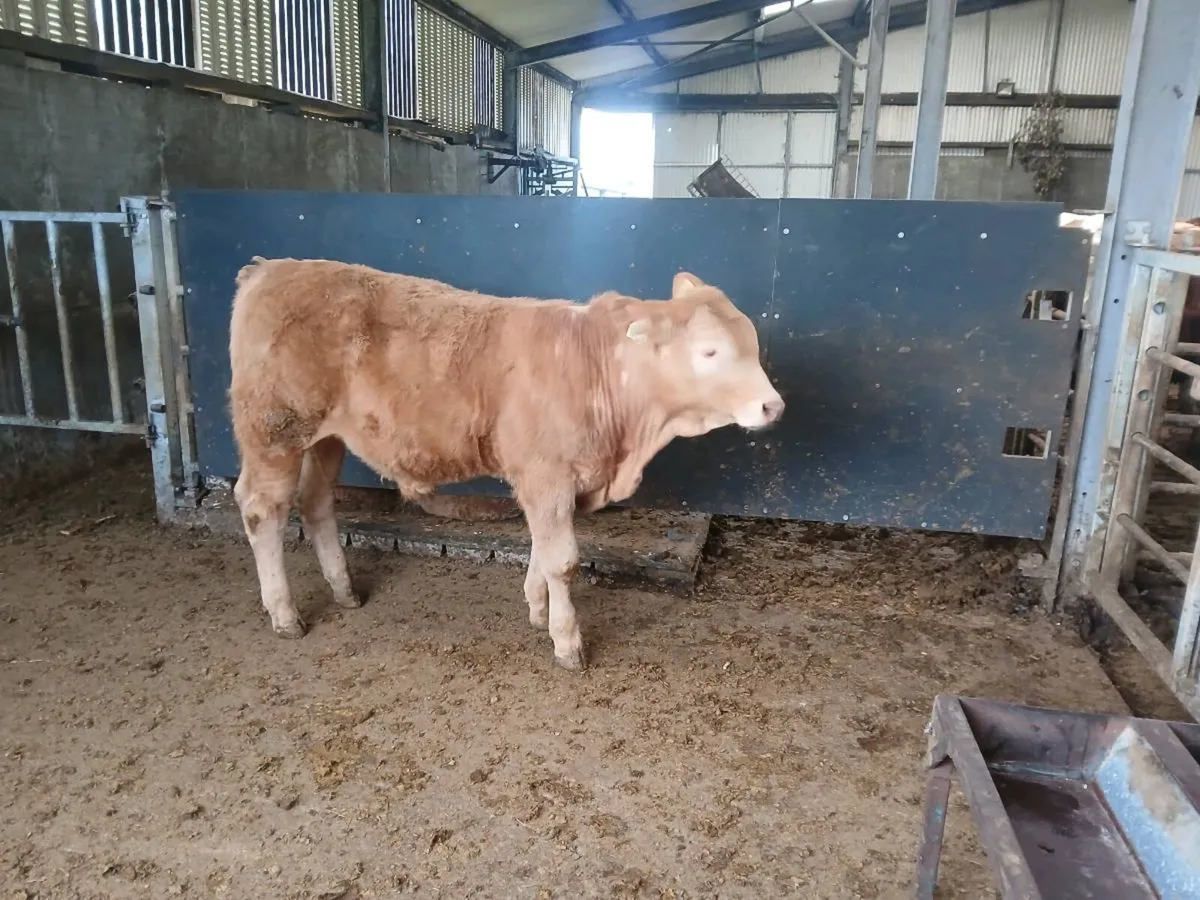 Ch bull weanling - Image 2