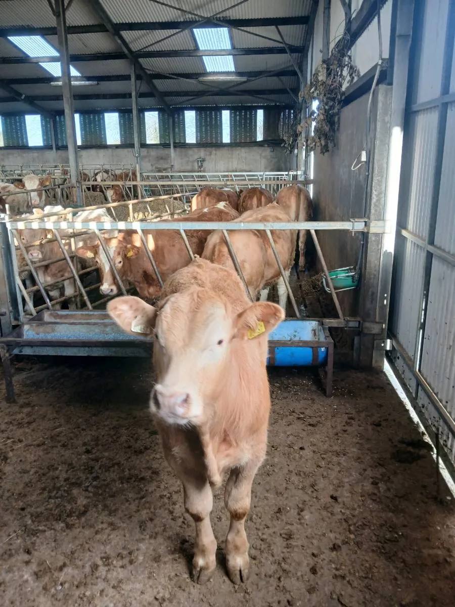 Ch bull weanling - Image 1