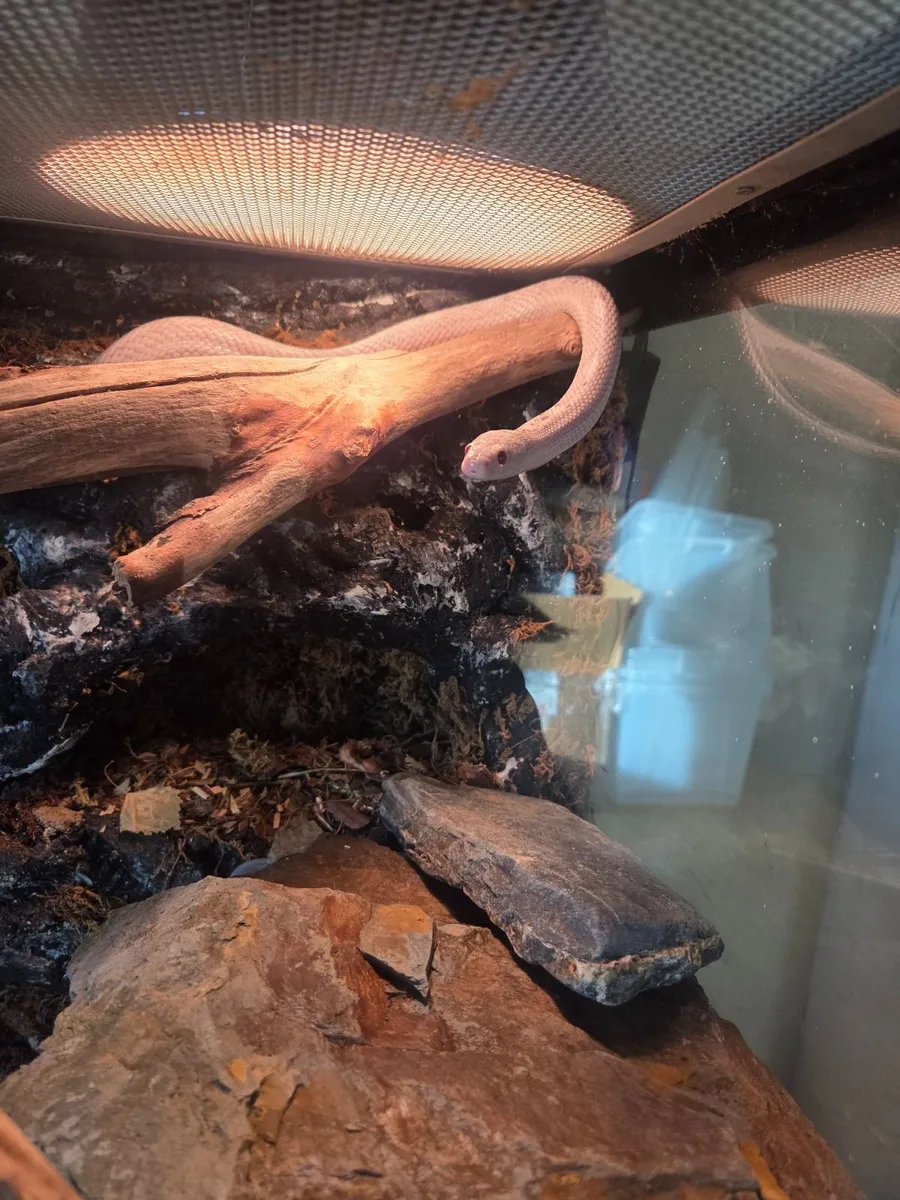 Cornsnake with Vivarium - Image 2
