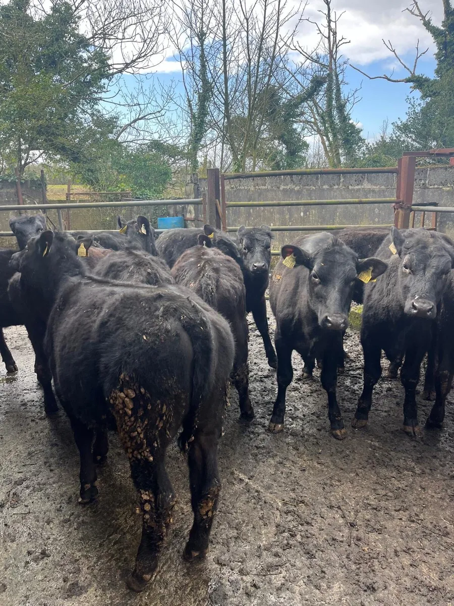 Angus Heifers - Image 2