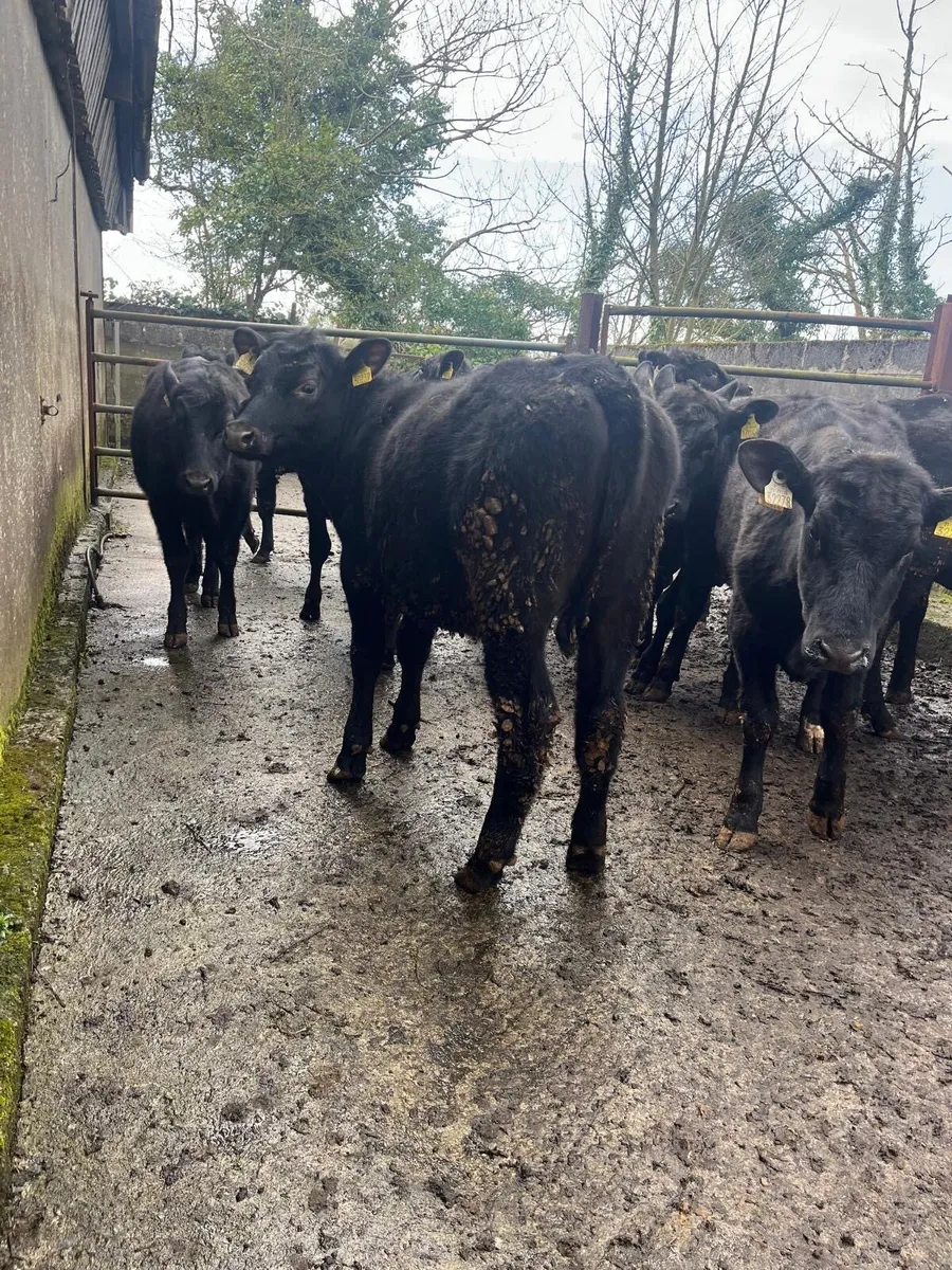 Angus Heifers - Image 1