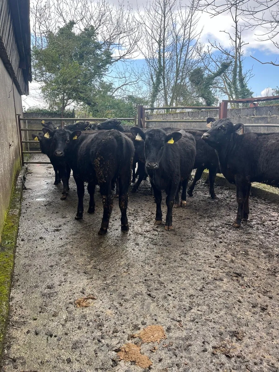 Angus Heifers - Image 3