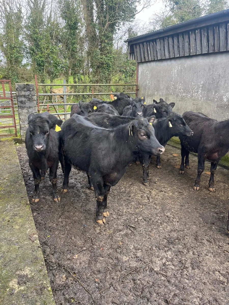 Angus Heifers - Image 4