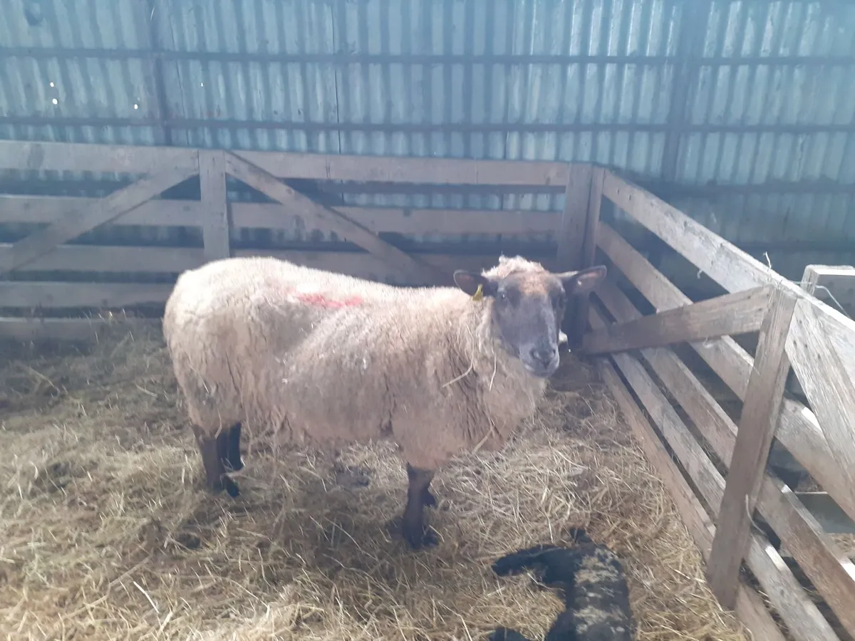 Foster ewe