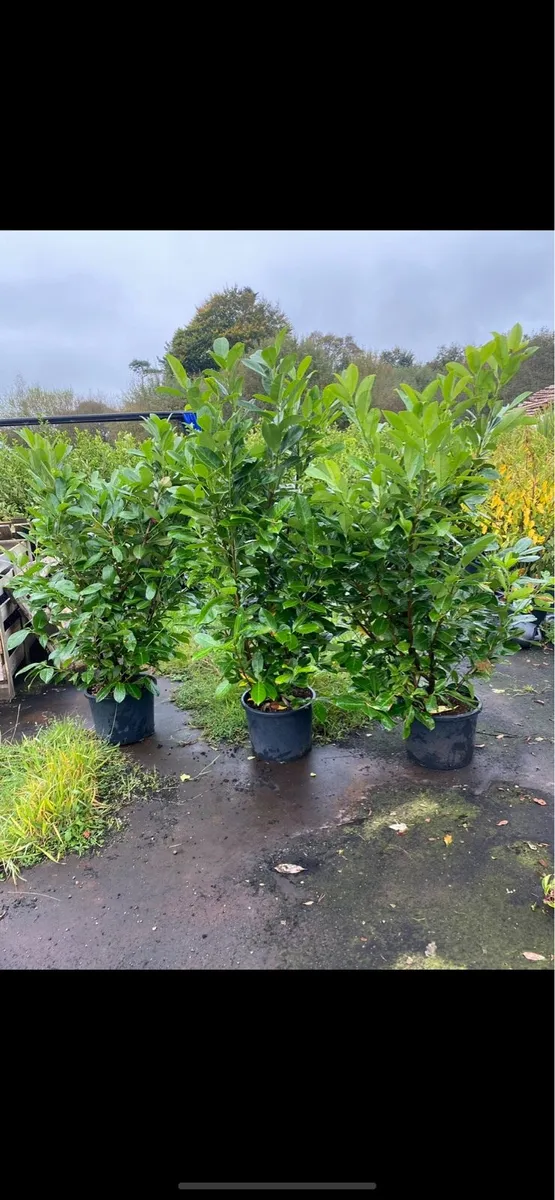 Mature Laurel Hedging 6-7ft - Image 2