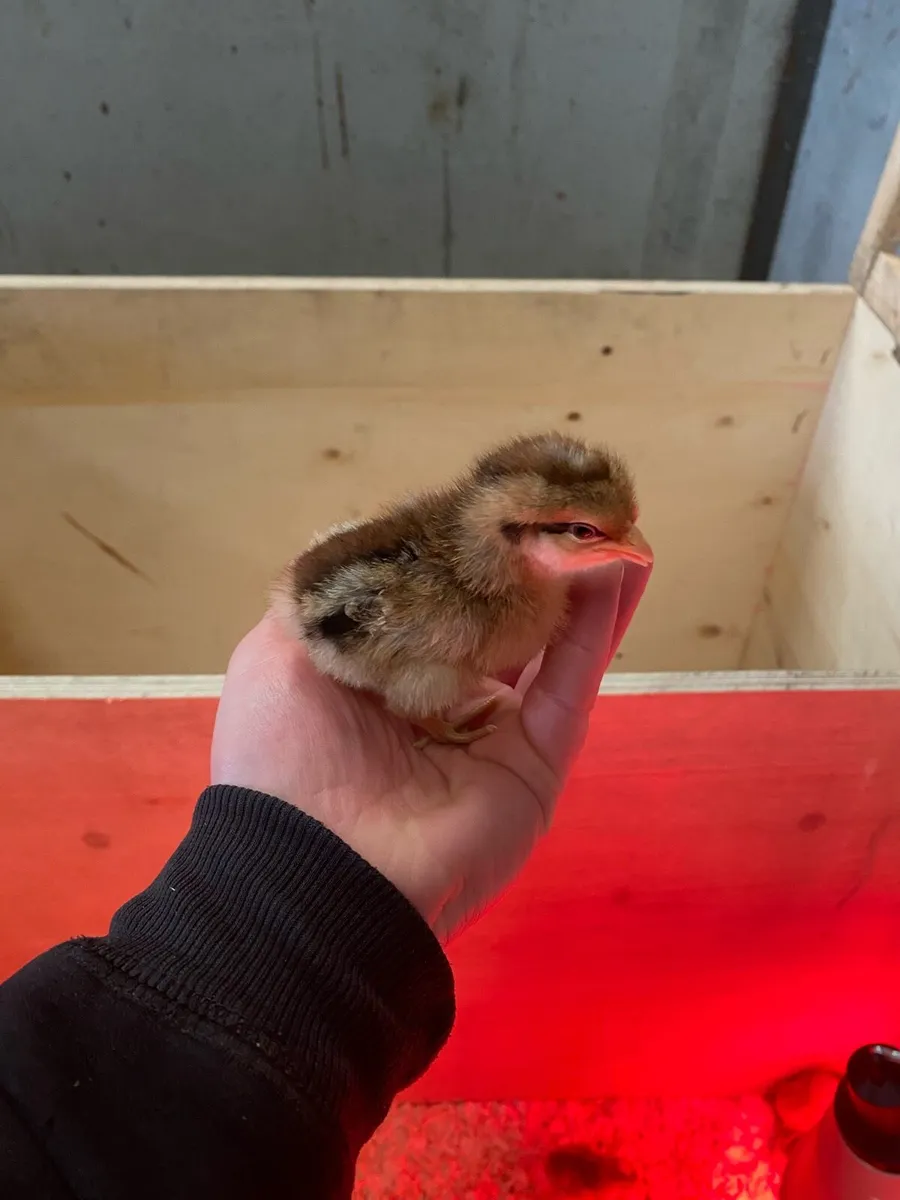 Bielefelder chicks - Image 3