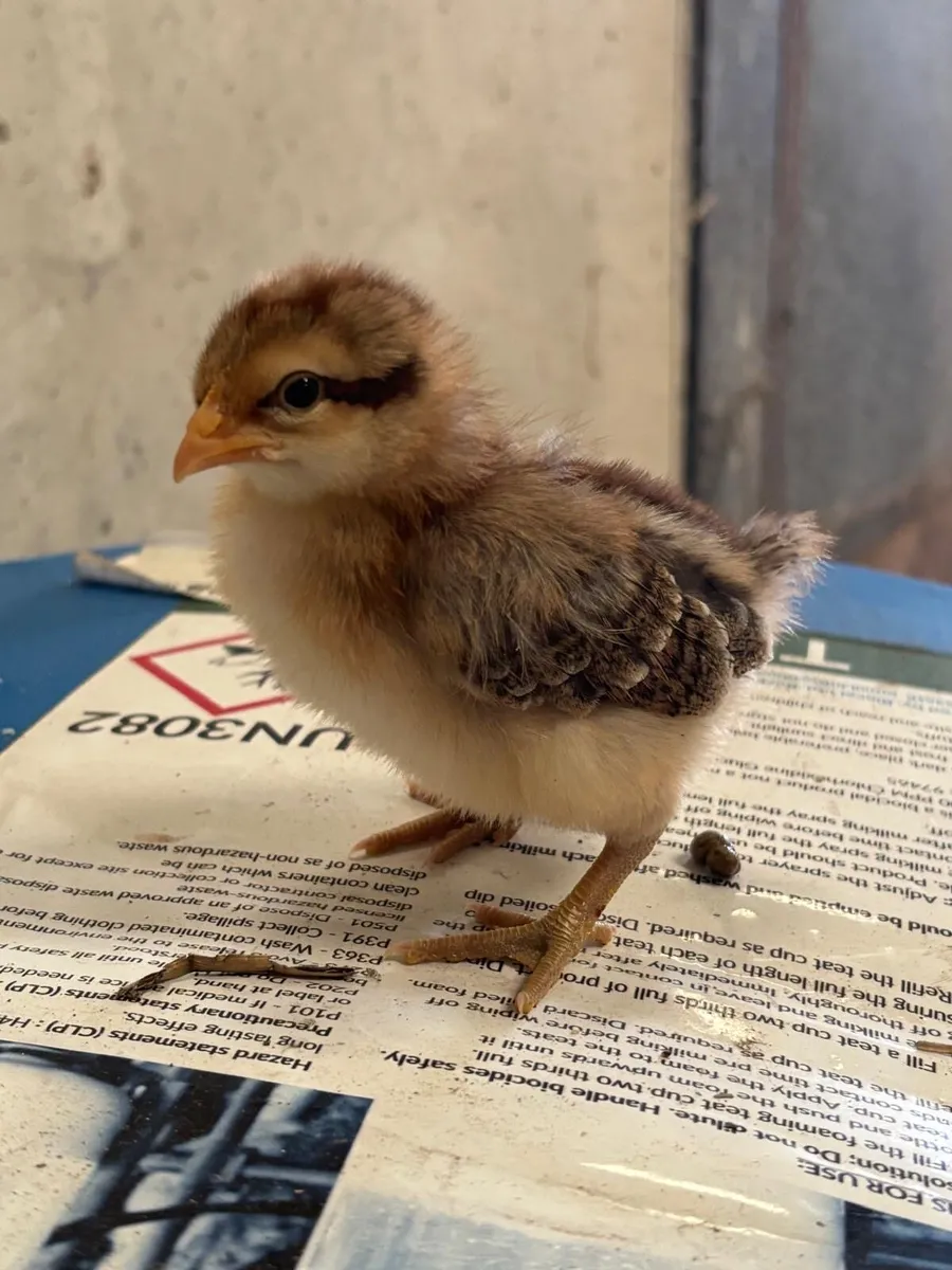 Bielefelder chicks - Image 1