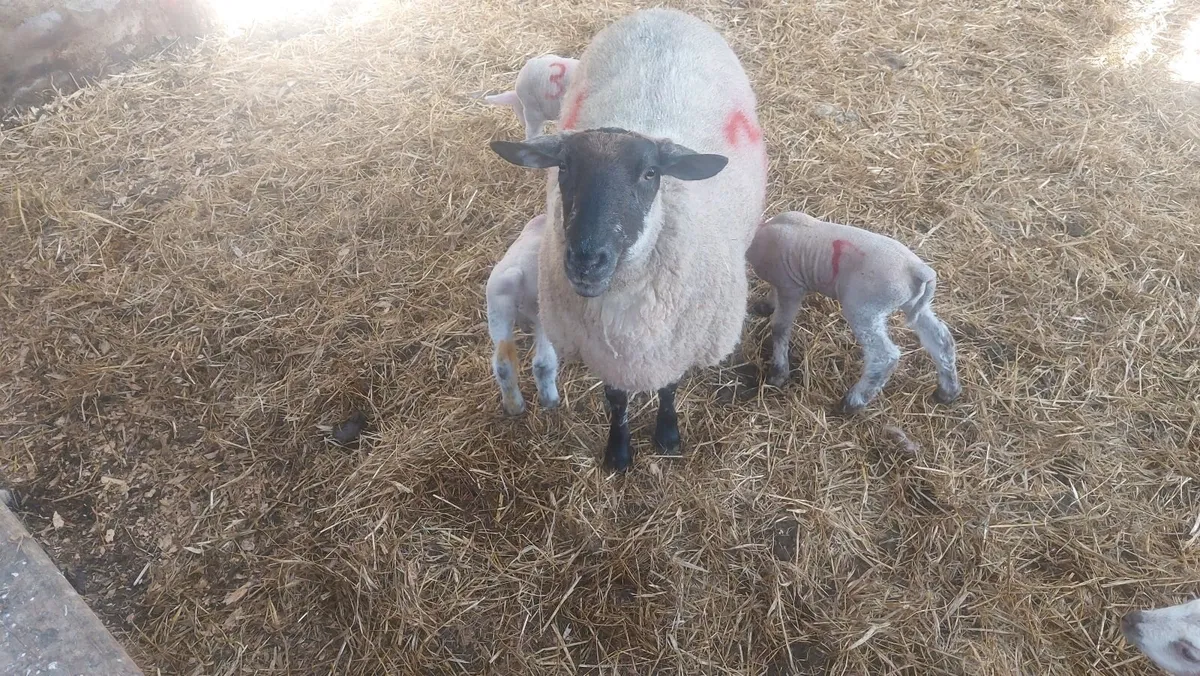 Newzeland suffolk ewes with twin texel lambs - Image 1