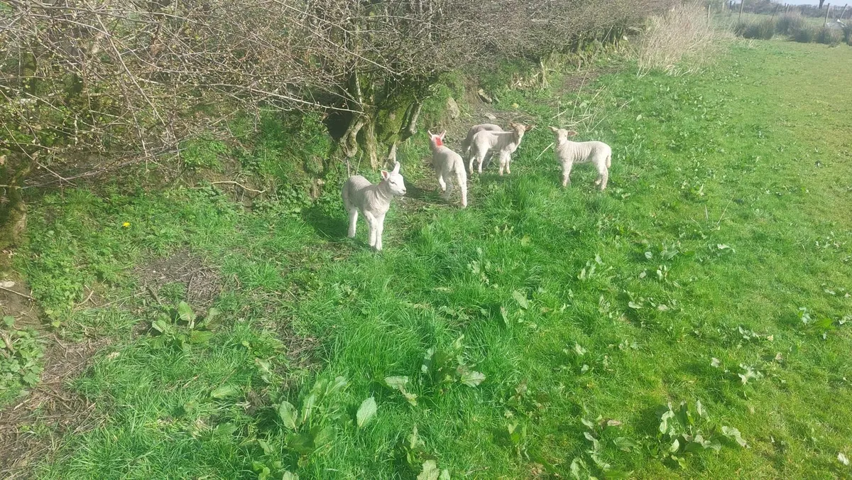 Newzeland suffolk ewes with twin texel lambs - Image 2