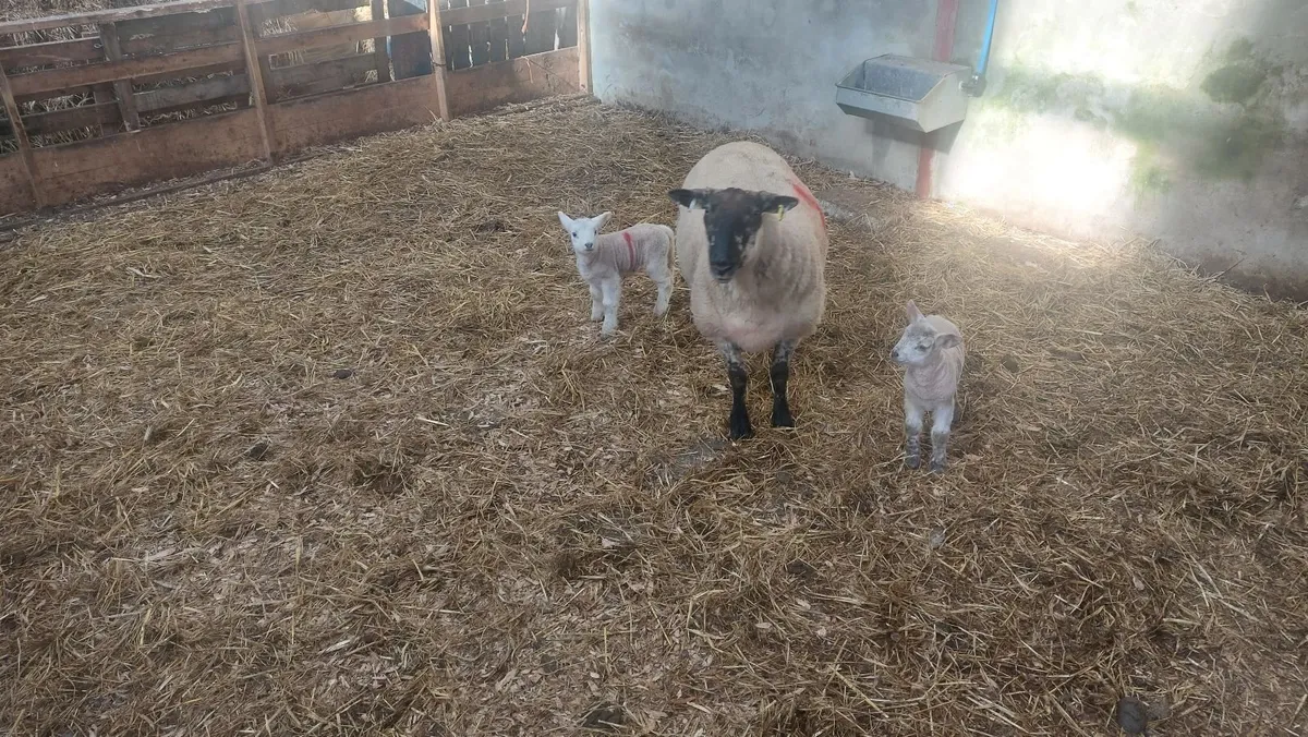Newzeland suffolk ewes with twin texel lambs - Image 3
