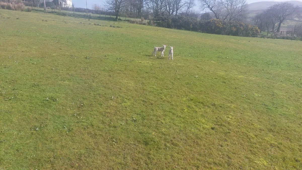 Newzeland suffolk ewes with twin texel lambs - Image 4