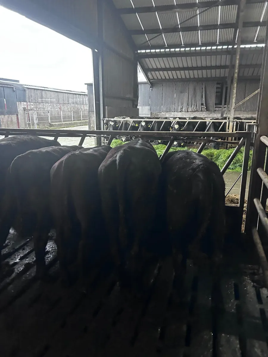 Angus weanlings bulls - Image 3