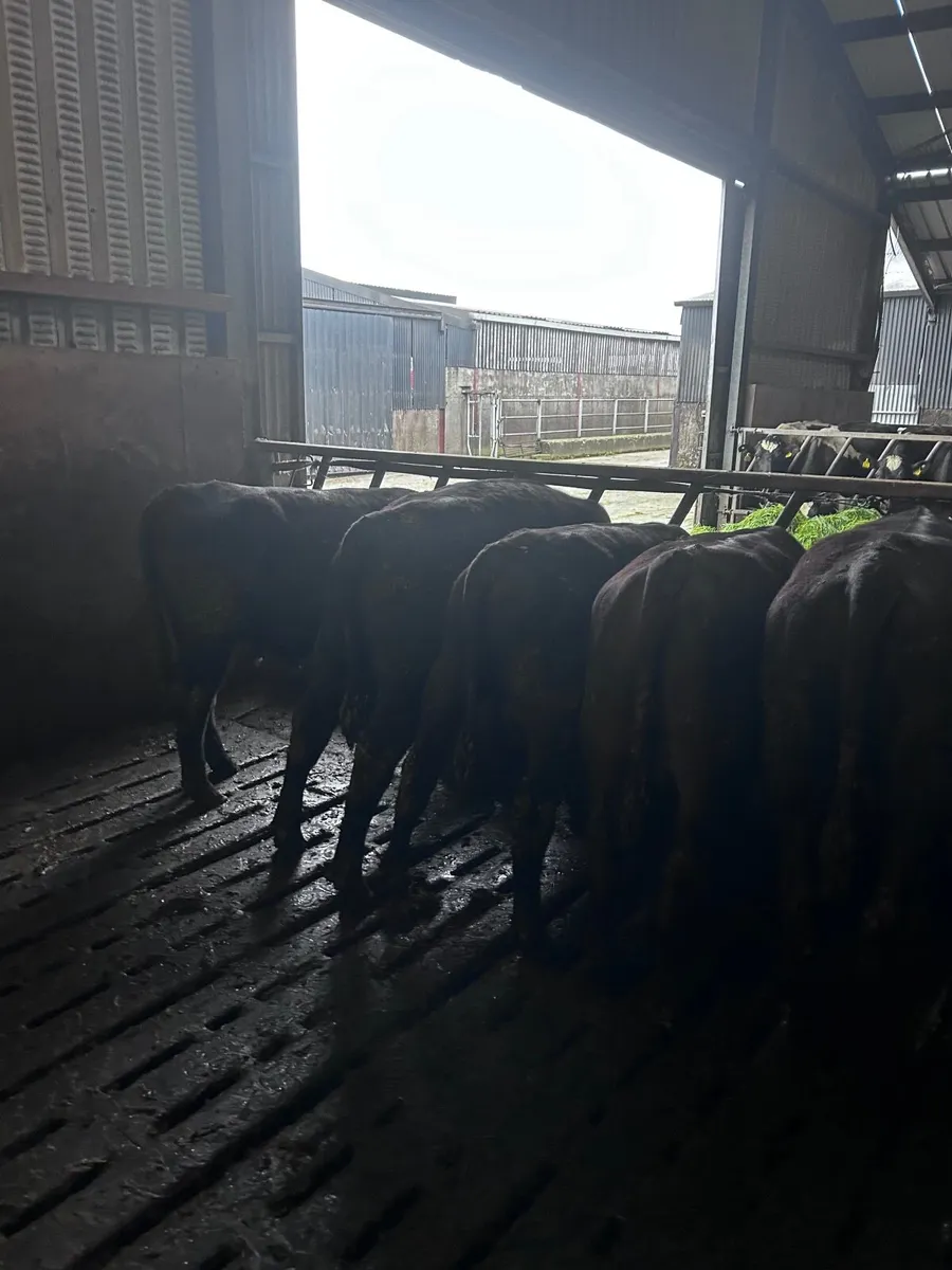 Angus weanlings bulls - Image 2