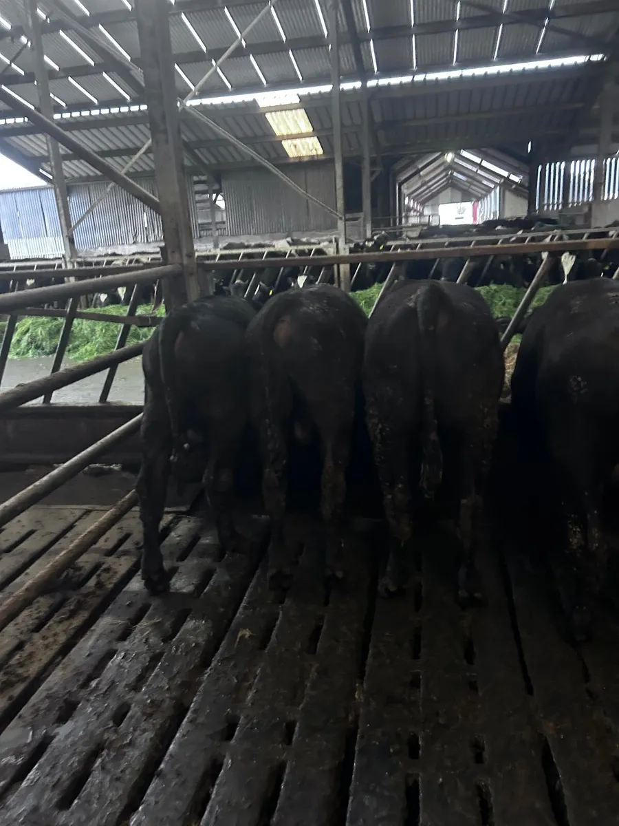 Angus weanlings bulls - Image 4