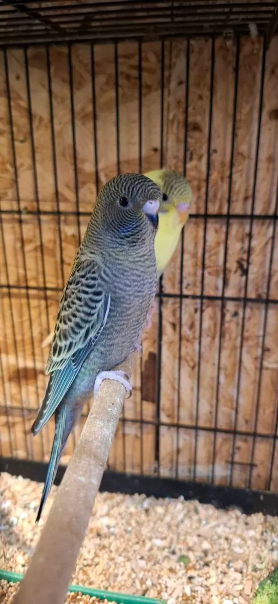 Budgies for sale - Image 1
