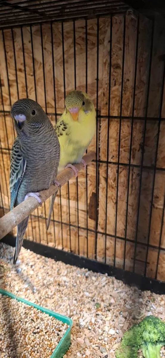 Budgies for sale - Image 2