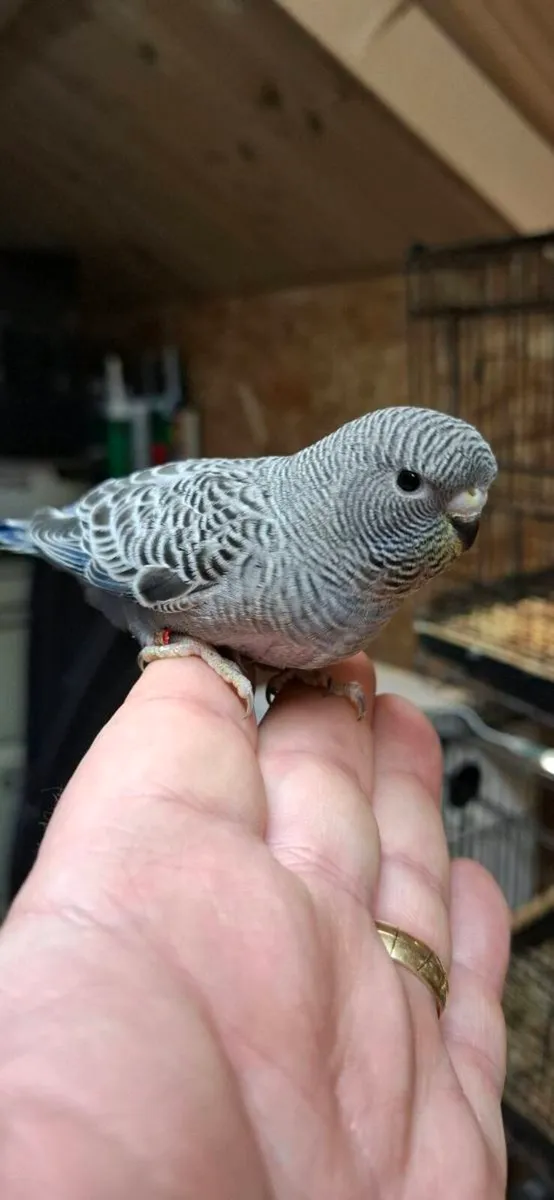 Budgies for sale - Image 3