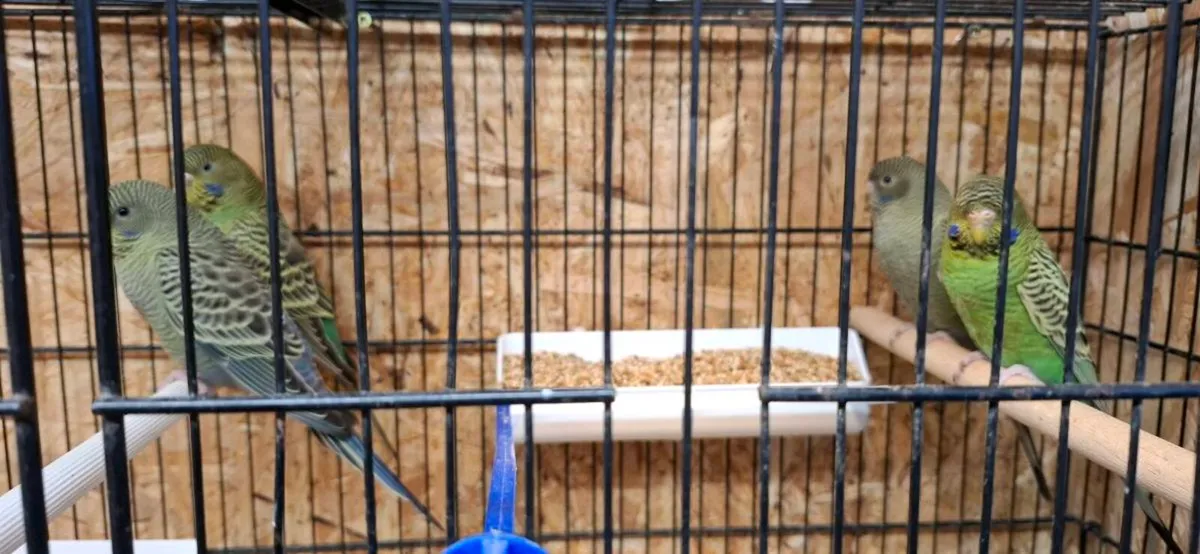 Budgies for sale - Image 4