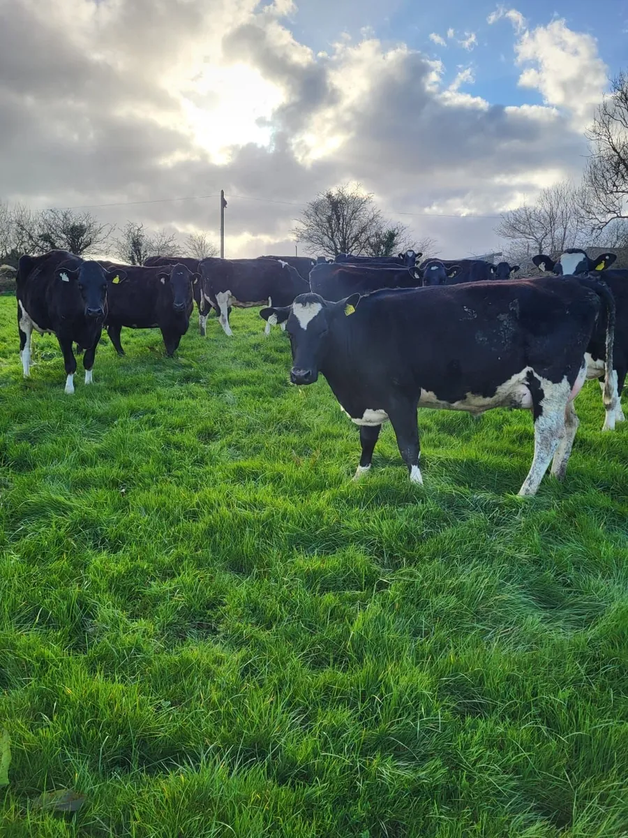 BANDON MART 21 CALVED HFRS 2 APRIL - Image 2