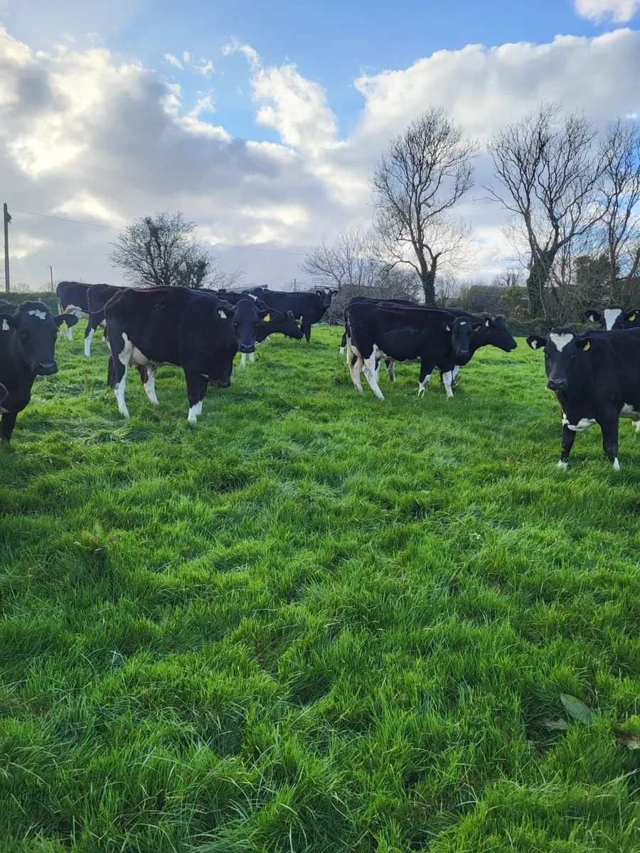 BANDON MART 21 CALVED HFRS 2 APRIL - Image 3