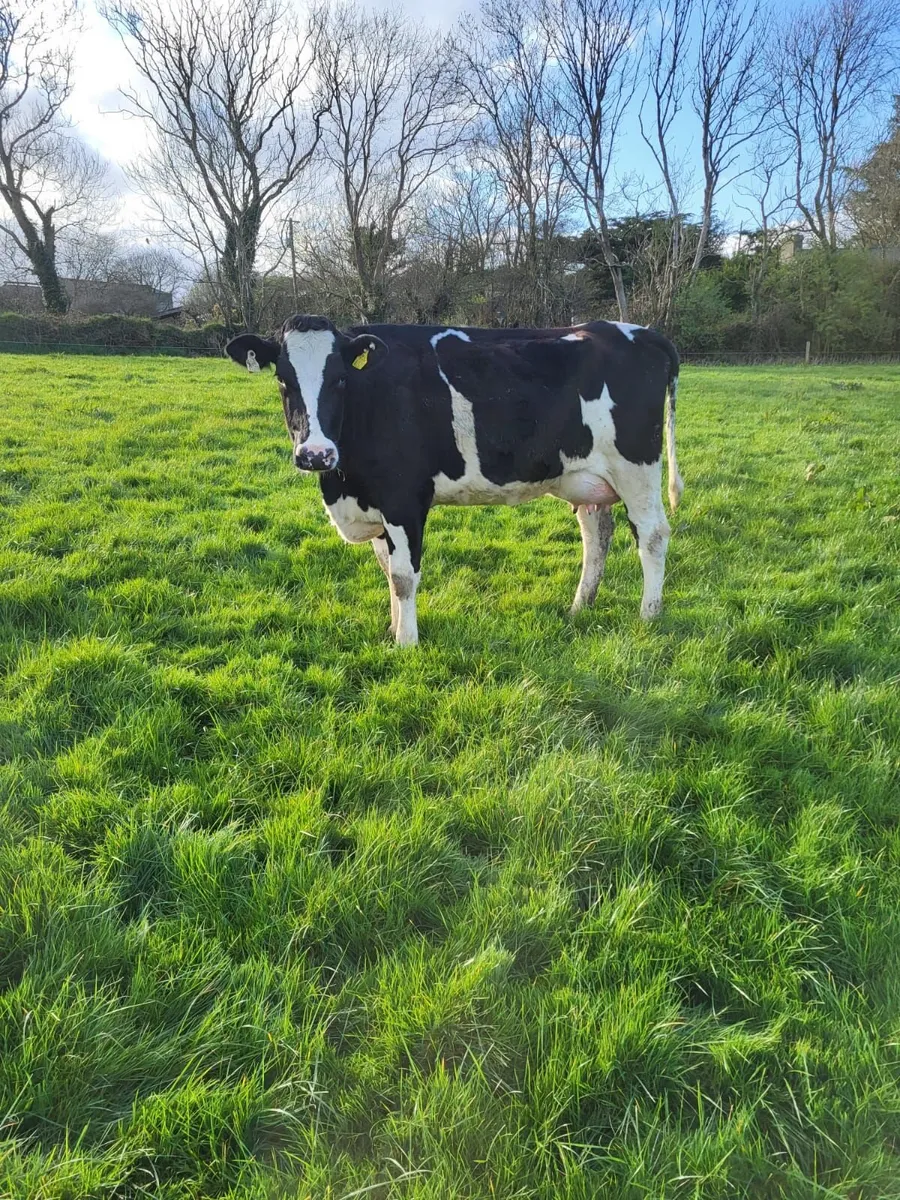 BANDON MART 21 CALVED HFRS 2 APRIL - Image 4