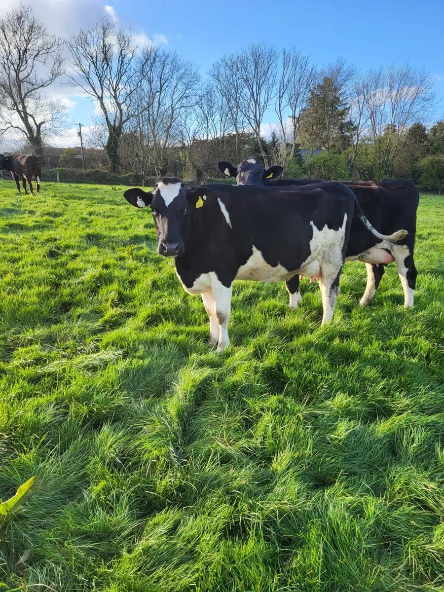 BANDON MART 21 CALVED HFRS 2 APRIL - Image 1
