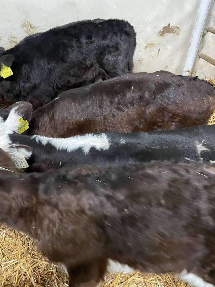 Beef cattle - Image 1